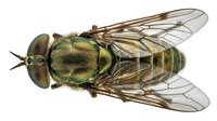 Metallic green and gold robber fly with transparent wings displayed from above on isolated white background, suitable for educational materials, entomology resources, and nature design projects.
