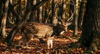 Spotted deer stag with antlers standing in autumn forest with golden sunlight filtering through trees and fallen leaves on woodland floor.