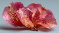 Delicate pink rose petals with soft gradient colors and natural texture, isolated on white background for romantic design projects and floral arrangements.