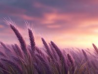 Soft purple wheat stalks swaying against dramatic pink and orange sunset sky, creating dreamy atmospheric nature scene with gentle motion blur effect.