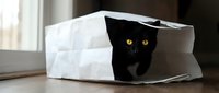 Black cat with striking yellow eyes peeking out from white paper bag on wooden floor near window, playful pet behavior and curiosity.