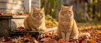 Two ginger tabby cats sitting among autumn leaves outdoors, surrounded by fall foliage and a rustic feeder, perfect for seasonal pet and nature content.