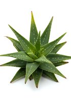 Isolated succulent plant with pointed green leaves and white spots, displayed on white background, ready for design, botanical, and wellness projects.