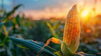 Fresh ripe corn on stalk in agricultural field at sunset, golden sunlight illuminating yellow kernels through green husks, farm harvest season background.