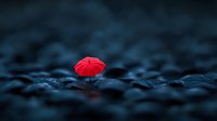 Red umbrella standing out against dark wet stones in moody blue atmosphere, minimalist composition highlighting solitude and uniqueness in rainy weather conditions.