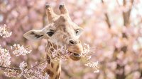 Giraffe eating white flowers with blurred pink blossoms in background, wildlife feeding behavior and nature scene for editorial and design use.