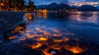 Tropical beach at dusk with glowing bioluminescent plankton illuminating shallow waters, palm trees and mountains in background, long exposure night photography.