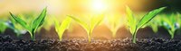 Young green seedlings growing in fertile soil at sunrise, showing agricultural growth stages and plant development in natural sunlight with bokeh background.
