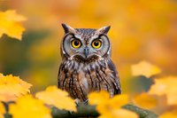 Great horned owl with bright yellow eyes perched among vibrant autumn maple leaves, close-up portrait against blurred golden background in natural setting.