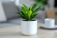 Green dracaena plant in modern white ceramic pot on wooden table with blurred coffee cup background, minimalist home decor and indoor gardening concept.
