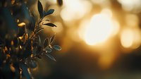 Silhouette of delicate leaves against golden sunset bokeh background creates dreamy natural atmosphere, soft focus nature photography for meditation and wellness.