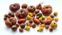 Colorful heirloom tomatoes variety collection with red, yellow, orange and purple organic vegetables isolated on white background for cooking and healthy eating.