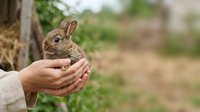 Young brown rabbit sitting in cupped hands of unrecognizable person outdoors, symbolizing care, wildlife protection, and gentle animal handling in natural garden setting.