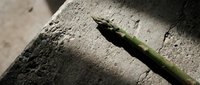 Green lizard basking on textured concrete surface in natural sunlight showing detailed scales and reptilian features for wildlife and nature projects.