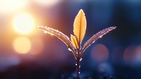Young plant sprout with water drops at sunrise, glowing in golden morning light against dark blue background with bokeh effect. Nature awakening concept.