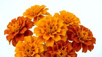 Vibrant orange and red marigold flowers isolated on white background for autumn decorations, gardening projects, and seasonal design elements.