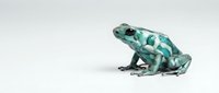 Turquoise and green patterned toad or frog isolated on white background, suitable for wildlife education, nature design projects, and zoological illustrations.