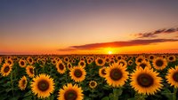 Sunflower field at golden sunset with dramatic sky creating romantic agricultural landscape for summer farming and nature photography backgrounds.