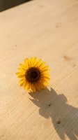 Single bright yellow sunflower bloom casting shadow on natural wood surface with warm sunlight creating minimalist composition for wellness concepts.