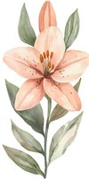 Delicate peach lily flower with green leaves in watercolor style on white background, isolated botanical illustration suitable for wedding stationery and wall art.