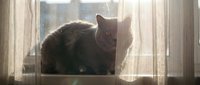 Dark fluffy cat sitting on windowsill looking outside through glass window with sheer curtains, domestic pet gazing outdoors.