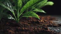 Young green plant seedling growing in rich dark soil against black background. New life and growth concept for agriculture and gardening.