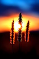 Silhouettes of wheat stalks against dramatic orange and blue sunset sky, sun peeking through grass blades creating magical backlit nature scene at dusk.