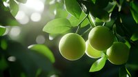 Fresh green oranges growing on tree branch with sunlight bokeh through leaves, natural organic citrus fruits in garden orchard setting.