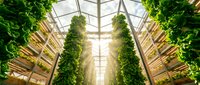 Modern vertical farming greenhouse with hydroponic lettuce growing in stacked systems under natural sunlight for sustainable agriculture and food production.