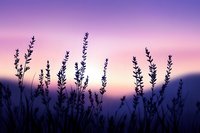 Lavender field silhouettes against dreamy purple sunset sky creating peaceful nature scene for wellness and relaxation designs.