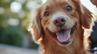 Happy brown dachshund mix puppy with bright blue eyes and floppy ears smiling at camera in natural outdoor setting with soft bokeh background. Pet photography.