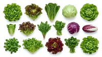 Assorted fresh lettuce and leafy greens varieties isolated on white background, including romaine, butterhead, and red leaf types for culinary and design use.
