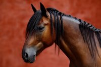 Bay horse with black mane in profile against rustic terracotta background, showcasing equine beauty and strength for animal photography.