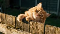 Ginger tabby cat lying on wooden fence looking up at camera with curious expression outdoors.
