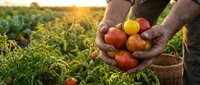 Farmer hands holding fresh ripe tomatoes during golden hour harvest in organic vegetable garden with basket ready for market sale.