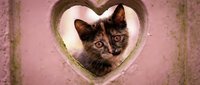 Adorable tortoiseshell kitten peeking through heart-shaped opening in pink textured wall, perfect for pet adoption campaigns and Valentine's Day promotions.