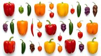 Colorful assortment of fresh bell peppers and chili peppers in red, yellow, orange, green and purple varieties isolated on white background for cooking.