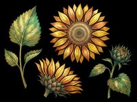 Sunflower botanical illustration set with blooming flower, bud, and green leaf isolated on transparent background, ready for t-shirt design, clipart, stickers, sublimation, and print-on-demand projects.