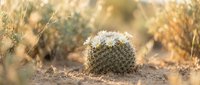 Small barrel cactus with white spines blooming in desert landscape with warm golden sunlight and bokeh background for nature photography projects.