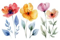 Delicate watercolor flowers in coral, yellow and pink with blue-gray leaves on white background, arranged in botanical style. Isolated elements for stationery and fabric design.