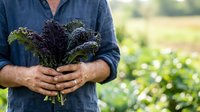 Farmer holding fresh harvested kale bunch in hands at vegetable garden field, organic farming and sustainable agriculture concept for food production and healthy eating.