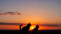 Two cats silhouetted against vibrant sunset sky with orange and purple hues. Peaceful evening scene with feline companions watching golden hour horizon.