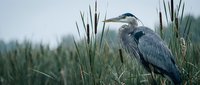 Great blue heron standing among tall marsh grasses in natural wetland habitat. Majestic wading bird with blue-gray plumage perfect for wildlife photography.