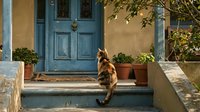 Tabby cat sitting on stone steps in front of rustic blue wooden door with terracotta pots and Mediterranean architecture creating peaceful domestic scene.