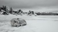 Lone arctic wolf resting on frozen lake shore with snow-covered rocks and mountain landscape in dramatic black and white winter wilderness scene.