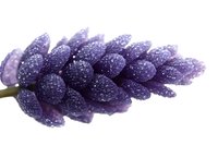 Purple grape hyacinth flower covered in morning dew drops against white background, macro photography showing delicate water droplets on petals.