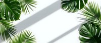 Tropical palm leaves and monstera foliage frame white background with natural shadows creating summer vacation and exotic paradise atmosphere.
