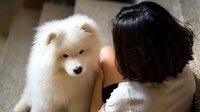 Young woman with dark hair sitting on floor bonding with fluffy white Samoyed puppy in warm sunlight, creating intimate pet companionship moment.