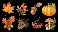 Autumn nature clipart set with maple leaf, acorn, pumpkin, mushroom, pine cone, berries, and oak leaves, isolated on transparent background, for T-shirts and print on demand.