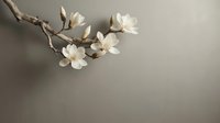 Blooming white magnolia branch against a soft gray textured wall, elegant floral composition with copy space for spring design.